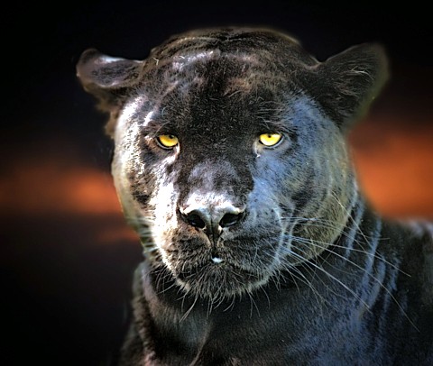 Black Panther Columbia